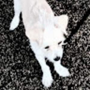 Meet your Posher, Gabby